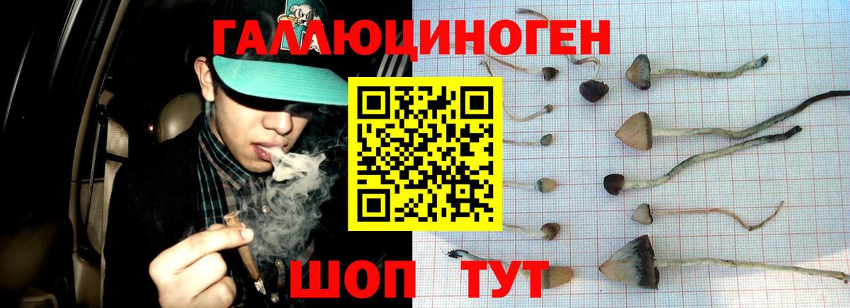Галлюциногенные грибы Psilocybine cubensis Электросталь